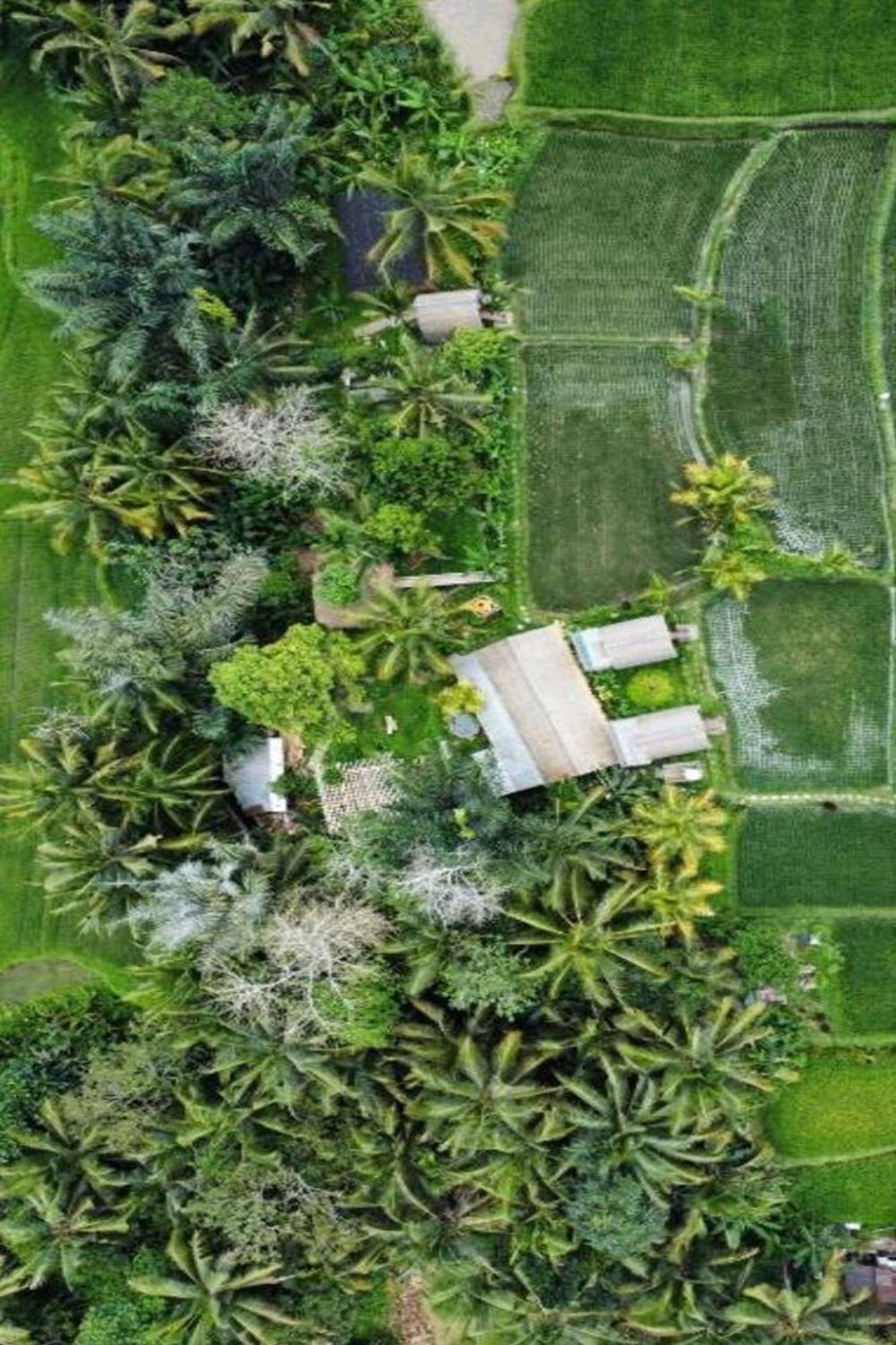 Lumbung Langit Bali House & Hostel Tampaksiring Eksteriør bilde